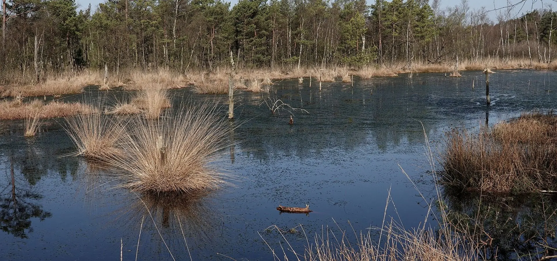 Das Pietzmoor in der Lüneburger Heide